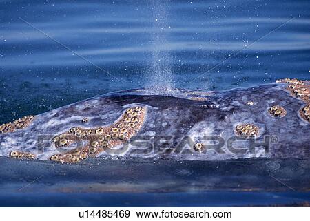 Grey whale (Eschrichtius robustus). Blowhole visible. Baja, California View Large Photo Image Stock Photo - Grey whale (Eschrichtius robustus). Blowhole visible. Baja, California. Fotosearch