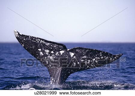 Stock Photo - Grey whale (Eschrichtius robustus) 'fluking up' before a deep dive. Mexico.. Fotosearch
