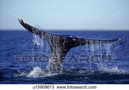Stock Image - Grey whale (Eschrichtius robustus) tail lobbing in breeding lagoons along Baja Peninsular, Mexico. Fotosearch
