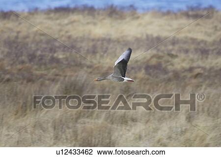 Greylag Goose (Anser anser) flying over field just after taking off. Argyll, Scotland, UK View Large Photo Image Stock Image - Greylag Goose (Anser anser) flying over field just after taking off. Argyll, Scotland, UK. Fotosearch
