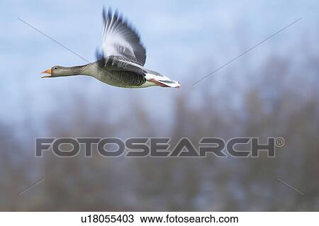 Greylag Goose (Anser anser) flying over field just after taking off. Calling. Slow shutter speed. Argyll, Scotland, UK View Large Photo Image Stock Image - Greylag Goose (Anser anser) flying over field just after taking off. Calling. Slow shutter speed. Argyll, Scotland, UK. Fotosearch