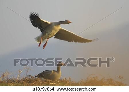 Greylag Goose (Anser anser) just after take off with another just about to take off. Argyll, Scotland, UK (rr) View Large Photo Image Picture - Greylag Goose (Anser anser) just after take off with another just about to take off. Argyll, Scotland, UK (rr) . Fotosearch