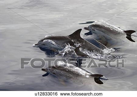 Stock Photograph - Group of Atlantic spotted dolphins surfacing (Stenella frontalis) Azores, Portugal. Fotosearch