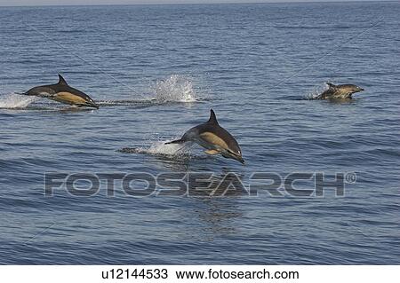 Group of Common dolphins porpoising at surface (Delphinus delphis) The Smalls, Pembrokeshire, UK View Large Photo Image Stock Image - Group of Common dolphins porpoising at surface (Delphinus delphis) The Smalls, Pembrokeshire, UK. Fotosearch