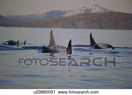 Group of Killer whales (Orcinus orca), including three adult males, moving through the fjords in winter. Tysfjord, northern Norway. View Large Photo Image Stock Image - Group of Killer whales (Orcinus orca), including three adult males, moving through the fjords in winter. Tysfjord, northern Norway.. Fotosearch