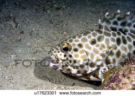 Stock Image - Grouper (Epinephelus areolatus). Borneo, Malaysia. Fotosearch