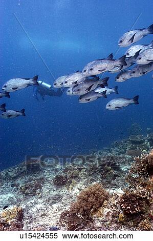 Stock Photography - Grunts (Plectorhynchus sp)., Malaysia. Fotosearch