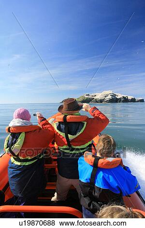 Stock Photo - Guide marine tour to Grassholm Gannet colony Pembrokeshire, Wales, UK. Fotosearch