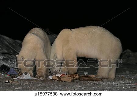 Habituated Polar Bears, Ursus maritimus, feeding in the dump at night near Churchill, northern Manitoba, Hudson Bay, Canada View Large Photo Image Stock Photo - Habituated Polar Bears, Ursus maritimus, feeding in the dump at night near Churchill, northern Manitoba, Hudson Bay, Canada. Fotosearch