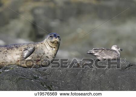 Stock Photo - Harbor Seal (Phoca vitulina) Adult hauled out on a rock near juvenile gull at low tide in Chatham Strait, Southeast Alaska, USA.. Fotosearch
