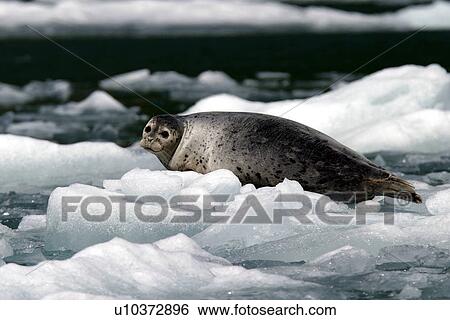 Stock Photograph - Harbor Seal (Phoca vitulina) Adult hauled out on ice. Tracy Arm, Southeast Alaska, USA. Pacific Ocean. Fotosearch