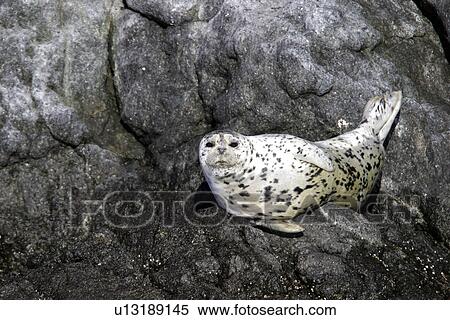 Stock Photography - Harbor Seal (Phoca vitulina) Adult hauled out on shore in the Queen Charlotte Islands, British Columbia, Canada. Pacific Ocean.. Fotosearch