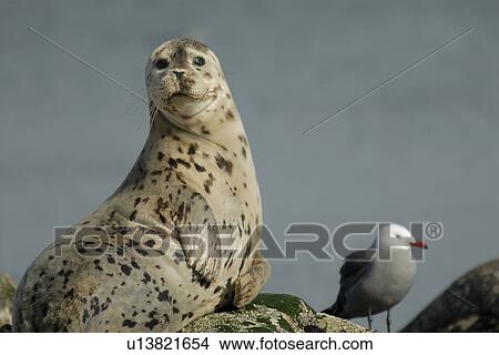 Picture - Harbor seal (Phoca vitulina) hauled out on a rock. National marine sanctuary, Monterey bay, California Pacific ocean, USA.. Fotosearch