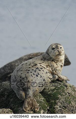 Stock Image - Harbor seal (Phoca vitulina) hauled out on a rock. Monterey Bay, California, USA, Pacific Ocean, National Marine Sanctuary. Fotosearch