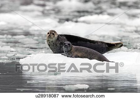 Stock Photo - Harbor Seal (Phoca vitulina) mother and pup on ice near Dawes Glacier in Endicott Arm, Southeast Alaska, USA.. Fotosearch