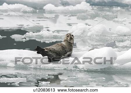 Stock Image - Harbor Seal (Phoca vitulina) mothers and pups on ice calved from the Sawyer Glaciers in Tracy arm, Southeast Alaska, USA. Pacific Ocean.. Fotosearch