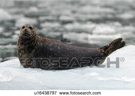 Harbor Seal (Phoca vitulina) on ice near Dawes Glacier in Endicott Arm, Southeast Alaska, USA. View Large Photo Image Stock Photo - Harbor Seal (Phoca vitulina) on ice near Dawes Glacier in Endicott Arm, Southeast Alaska, USA.. Fotosearch