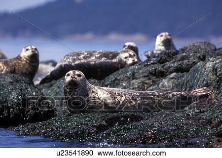 Harbor Seals (Phoca vitulina) hauled out in the San Juan Islands, Washington State, USA. View Large Photo Image Stock Image - Harbor Seals (Phoca vitulina) hauled out in the San Juan Islands, Washington State, USA.. Fotosearch