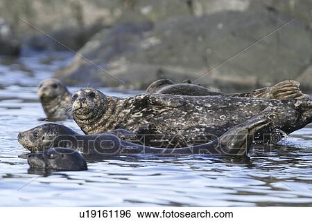 Stock Photograph - Harbor Seals (Phoca vitulina) hauled out on a rock at low tide in Chatham Strait, Southeast Alaska, USA.. Fotosearch