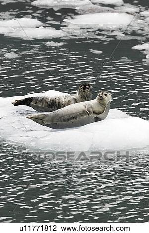Harbor Seals (Phoca vitulina) on ice near Johns Hopkins Glacier in Glacier Bay National Park, Southeast Alaska, USA. (rr) View Large Photo Image Stock Image - Harbor Seals (Phoca vitulina) on ice near Johns Hopkins Glacier in Glacier Bay National Park, Southeast Alaska, USA. (rr). Fotosearch
