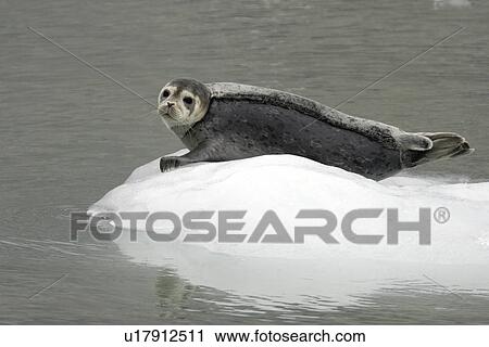 Stock Image - Harbor Seals (Phoca vitulina) on ice near Johns Hopkins Glacier in Glacier Bay National Park, Southeast Alaska, USA.. Fotosearch