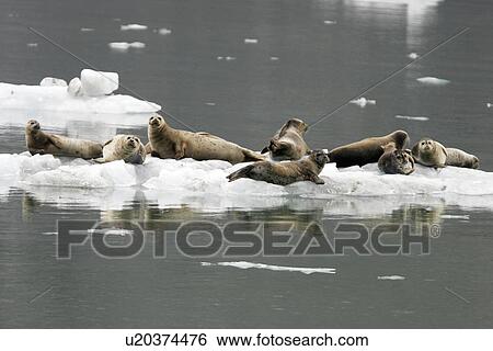 Harbor Seals (Phoca vitulina) on ice near Johns Hopkins Glacier, Glacier Bay National Park, Southeast Alaska, USA. View Large Photo Image Stock Photograph - Harbor Seals (Phoca vitulina) on ice near Johns Hopkins Glacier, Glacier Bay National Park, Southeast Alaska, USA.. Fotosearch