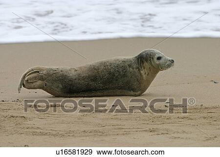 Harbour / Common seal (Phoca vitulina). NE Scotland View Large Photo Image Stock Photo - Harbour / Common seal (Phoca vitulina). NE Scotland. Fotosearch