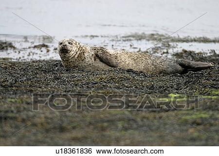 Harbour / Common seal (Phoca vitulina) resting as tide approaches. NE Scotland View Large Photo Image Stock Photograph - Harbour / Common seal (Phoca vitulina) resting as tide approaches. NE Scotland. Fotosearch