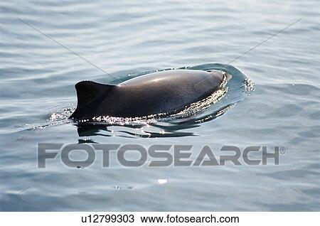 Stock Image - Harbour porpoise (Phocoena phocoena) showing characteristic pigmentation on its flanks and triangular dorsal fin. Hebrides, Scotland . Fotosearch