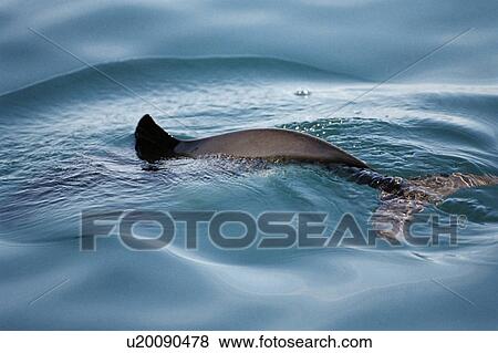 Stock Photo - Harbour porpoise (Phocoena phocoena) with tail visible through the water and characteristic triangular dorsal fin just leaving the surface. Hebrides, Scotland . Fotosearch