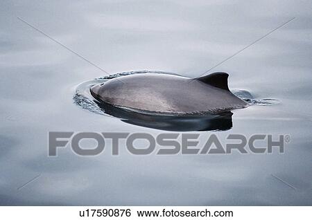 Stock Photograph - Harbour porpoise (Phocoena phocoena) surfacing with small blow hole and triangular dorsal fin visible above the surface. Hebrides, Scotland. Fotosearch