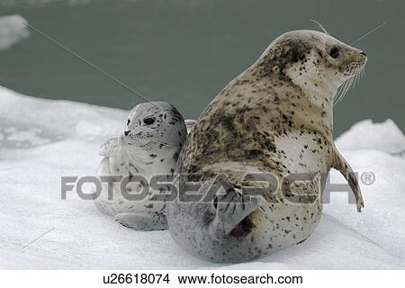Picture - Harbour Seal (Phoca vitulina) mother and pup on ice calved from the Sawyer Glaciers in Tracy Arm, Southeast Alaska, USA. Pacific Ocean.. Fotosearch