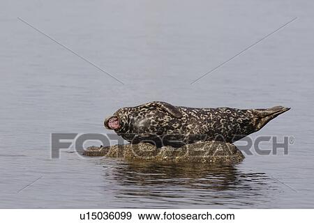 Harbour seal, Phoca vitulina, yawning whilst basking on isolated rock Monterey, California, USA View Large Photo Image Stock Photo - Harbour seal, Phoca vitulina, yawning whilst basking on isolated rock Monterey, California, USA. Fotosearch