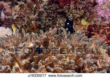 Stock Photo - Hard coral (Acropora sp). Borneo, Malaysia. Fotosearch