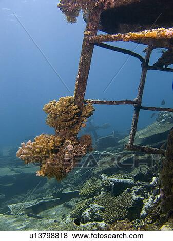 Hard coral growth on the wreck of the Kormoran. Laguna Reef, Sharm El Sheikh, South Sinai, Red Sea, Egypt. View Large Photo Image Stock Photo - Hard coral growth on the wreck of the Kormoran. Laguna Reef, Sharm El Sheikh, South Sinai, Red Sea, Egypt.. Fotosearch