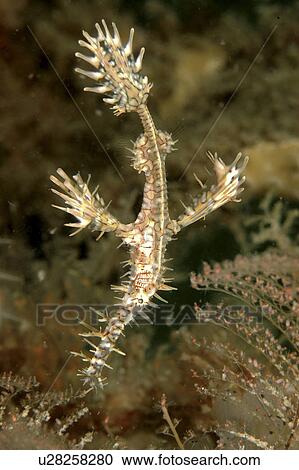 Stock Image - Harlequin Ghost Pipefish (Solenostomus paradoxus). Mabul Island, Borneo, Malaysia (rr). Fotosearch