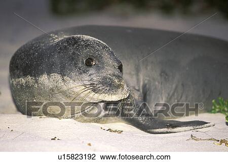 Stock Image - Hawaiian Monk Seal (Monachus schauinslandi) Pup hauled out on Midway Atoll in the Northwest Hawaiian Islands, USA. Pacific Ocean.. Fotosearch