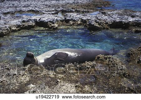 Stock Photo - Hawaiian Monk Seal (Monachus schauinslandi) Adult resting in a tidepool on the fringing reef at Midway atoll in the North-western Hawaiian Islands. Pacific Ocean.. Fotosearch