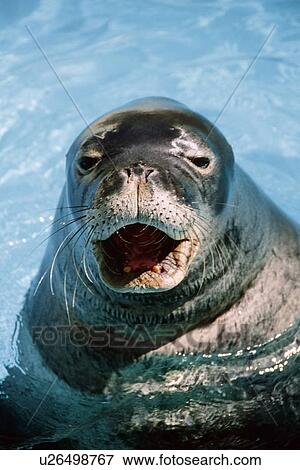 Stock Photo - Hawaiian monk seal, Monachus schauinslandi, Sea Life Park, Oahu Hawaii (N. Pacific). Fotosearch