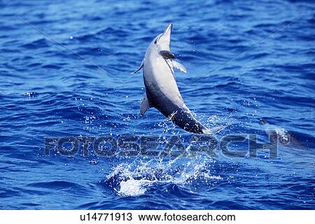 Stock Image - Hawaiian spinner dolphin calf leaping with remora attached. AuAu Channel, Maui.. Fotosearch