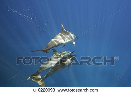 Stock Image - Hawaiian spinner dolphin pod (Stenella longirostris) underwater in the AuAu Channel off the coast of Maui, Hawaii, USA. Pacific Ocean.. Fotosearch