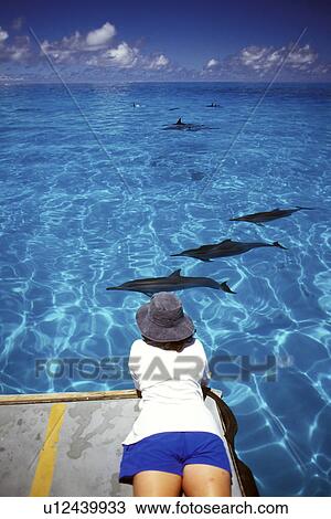 Hawaiian Spinner Dolphin (Stenella longirostris) pod with researcher inside Midway Atoll, NW Hawaiian Islands, USA. Pacific Ocean. View Large Photo Image Stock Image - Hawaiian Spinner Dolphin (Stenella longirostris) pod with researcher inside Midway Atoll, NW Hawaiian Islands, USA. Pacific Ocean.. Fotosearch