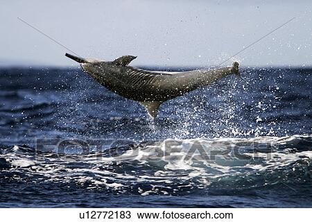 Stock Image - Hawaiian Spinner Dolphin (Stenella longirostris) spinning. AuAu Channel between Maui and Lanai, Hawaii, USA. Pacific Ocean.. Fotosearch