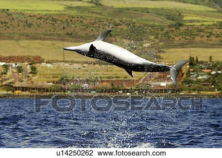 Stock Image - Hawaiian Spinner Dolphin (Stenella longirostris) spinning. Waikuli on the coast of Maui, HAwaii, USA. Pacific Ocean. (rr). Fotosearch