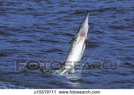 Stock Image - Hawaiian Spinner Dolphin (Stenella longirostris) leaping off the coast of Lanai, Hawaii, USA. Note the remora attached to the chest and damage it has caused! Pacific Ocean.. Fotosearch
