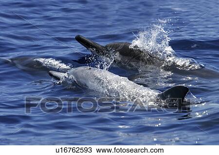 Hawaiian Spinner Dolphin (Stenella longirostris) mother and calf (note exceptional light colour of calf) surfacing. AuAu Channel off the coast of Maui, Hawaii, USA. Pacific Ocean. View Large Photo Image Stock Image - Hawaiian Spinner Dolphin (Stenella longirostris) mother and calf (note exceptional light colour of calf) surfacing. AuAu Channel off the coast of Maui, Hawaii, USA. Pacific Ocean.. Fotosearch