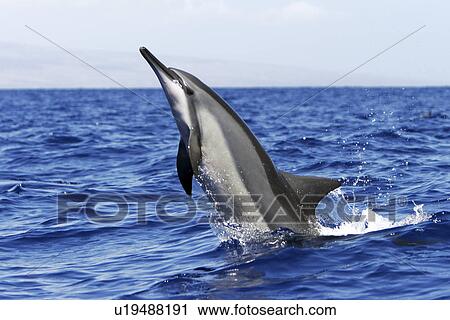 Stock Image - Hawaiian Spinner Dolphin (Stenella longirostris) Adult head-slapping (possibly to remove the remora attached to its chest? ) AuAu Channel between Maui and Lanai, Hawaii, USA. Pacific Ocean. (rr). Fotosearch
