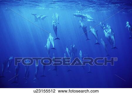 Hawaiian Spinner Dolphin (Stenella longirostris) pod underwater. Lanai, Hawaii, USA. Pacific Ocean. (rr) View Large Photo Image Stock Image - Hawaiian Spinner Dolphin (Stenella longirostris) pod underwater. Lanai, Hawaii, USA. Pacific Ocean. (rr). Fotosearch