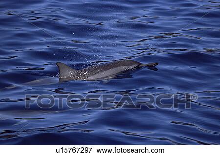 Stock Photo - Hawaiian spinner dolphin (Stenella longirostris longirostris) showing characteristic dorsal fin and long snout. Hawaii, USA.. Fotosearch