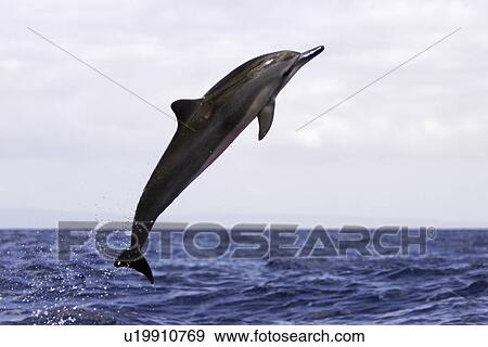 Stock Photo - Hawaiian Spinner Dolphin (Stenella longirostris) leaping in the AuAu Channel off the coast of Maui, Hawaii, USA. Pacific Ocean. (rr). Fotosearch